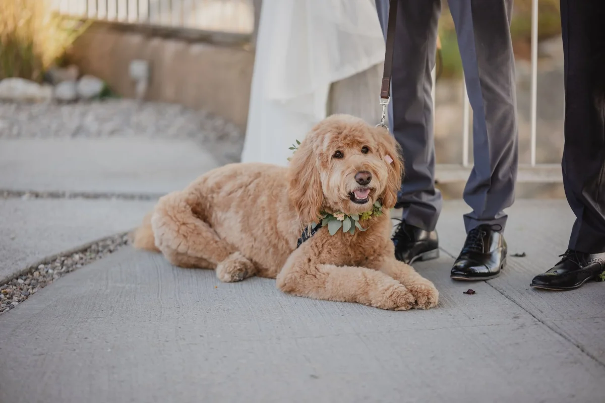 a dog at a wedding ceremony