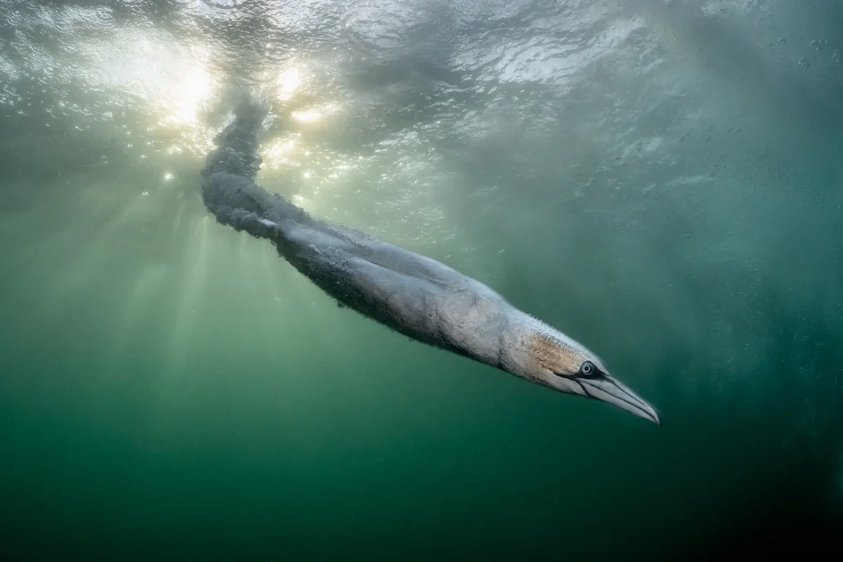 Henley Spiers, 'Sunball Rocket.' Underwater photo of bird shooting through the water. 