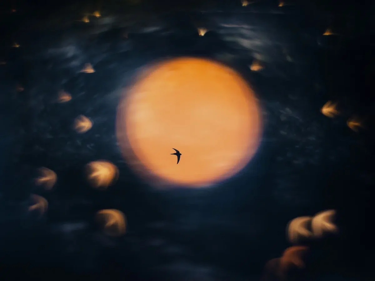 Åsmund Keilen, “Sundance." A bird appears silhouetted against a glowing golden sun, creating a dramatic, dreamlike scene.