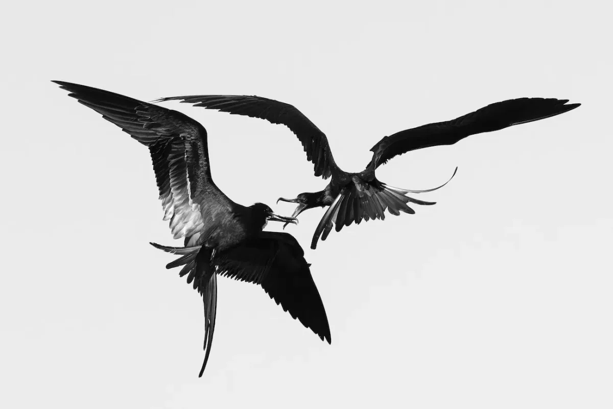 Bernhard Schubert, “Kleptoparasitism." A great skua chases a northern gannet carrying a fish over the ocean, attempting to steal its catch.