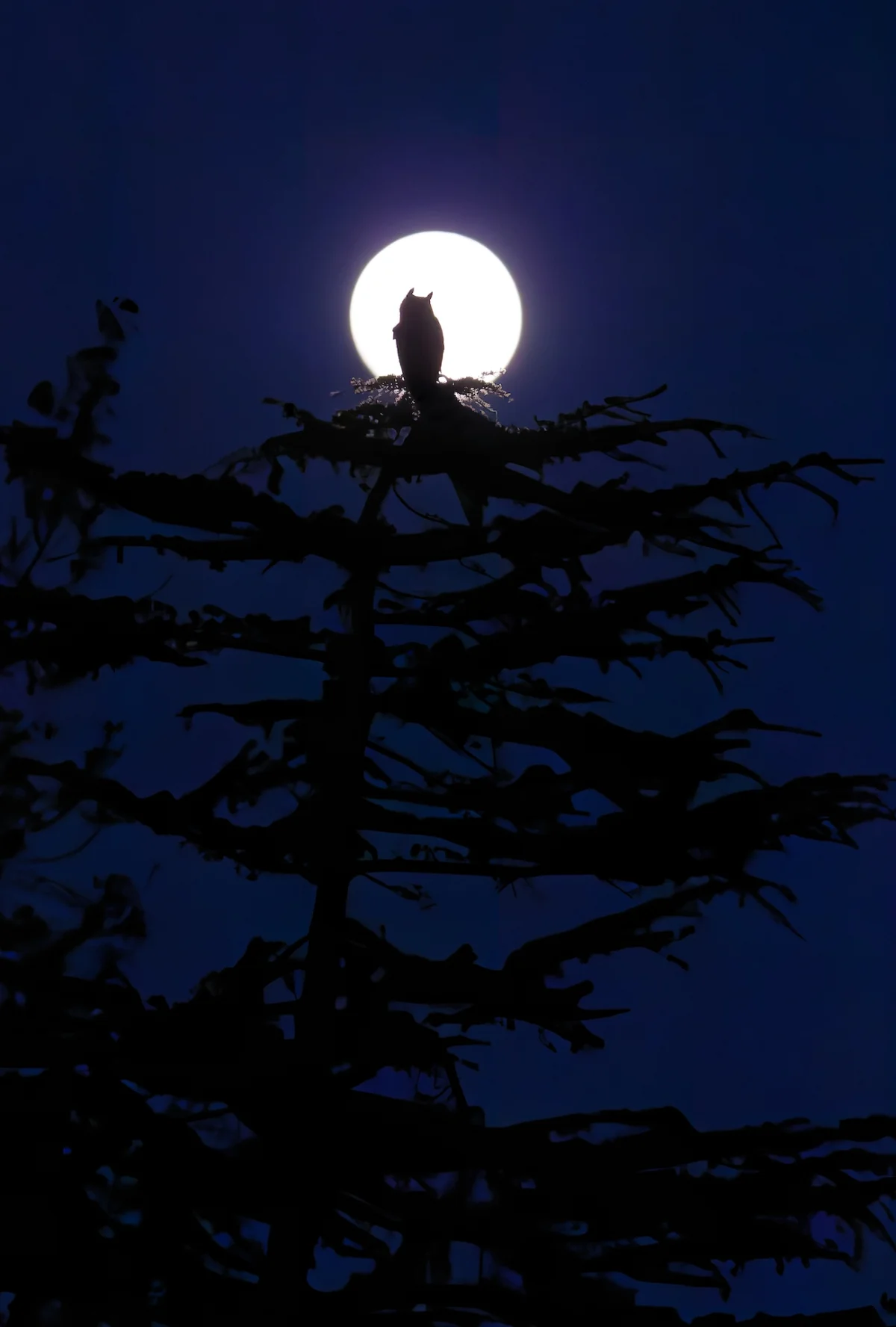 Parham Pourahmad, 'Moonlit Night.' A great horned owl perches on a tree branch, silhouetted against the glowing full moon.