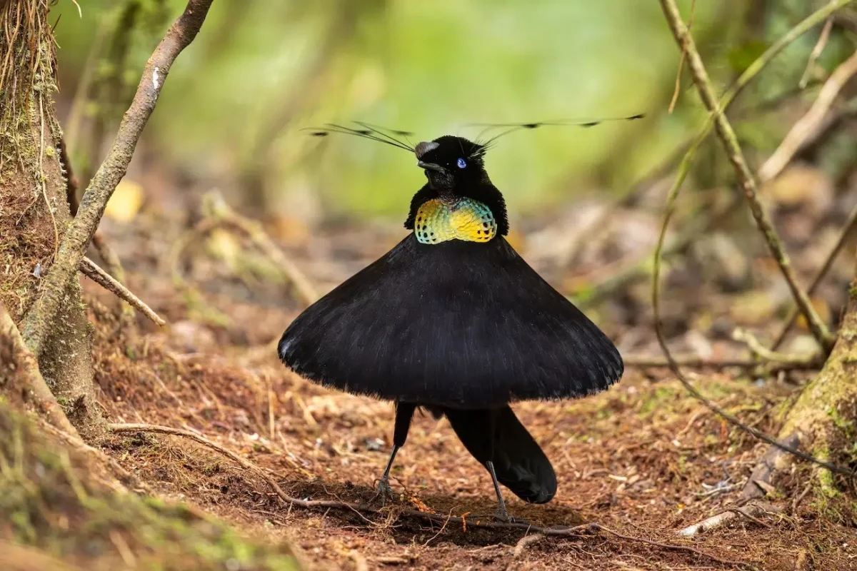 David Stowe, “Tiny Dancer." A male Western parotia spreads its feathers while performing a courtship dance in the dark rainforest of West Papua.