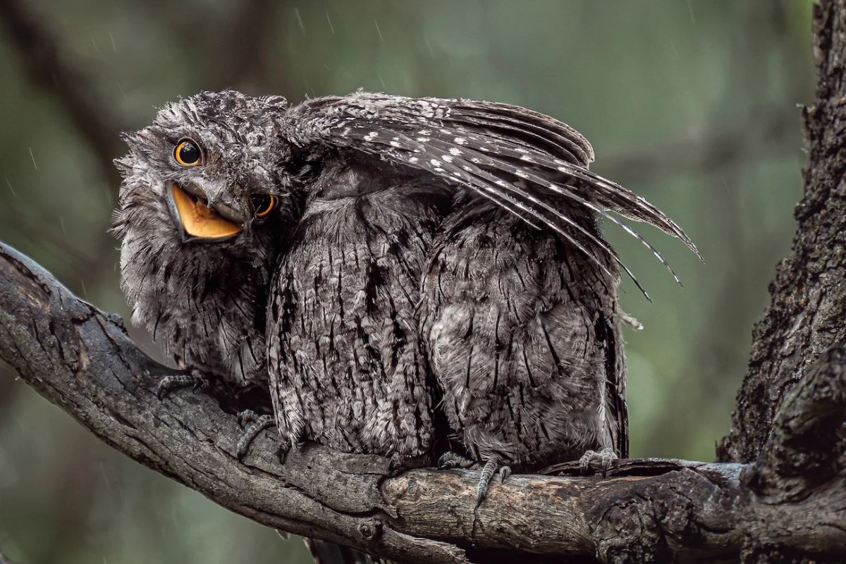 Donald Chin, “I’m Keeping Everyone Dry." An adult bird shelters several chicks beneath its outstretched wings, with their small heads peeking out from underneath.