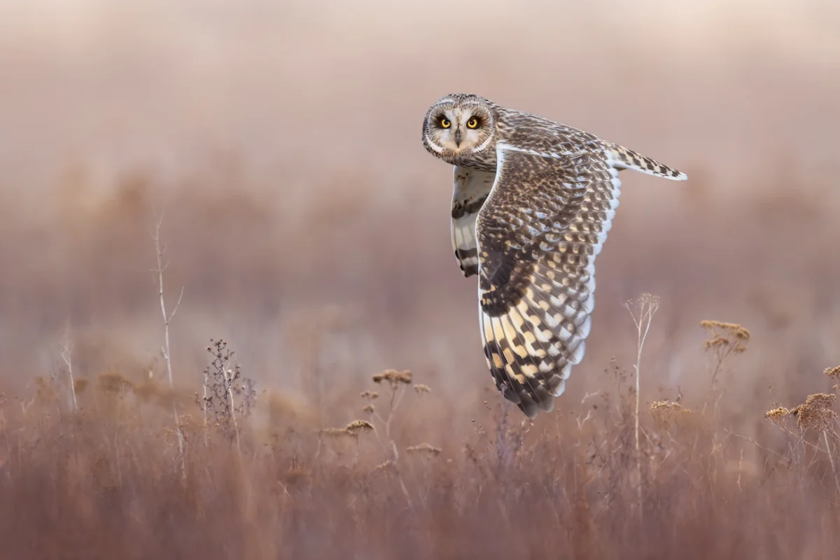 Ivan Sjögren, “Eye-to-Eye with a Short-Eared Owl." A short-eared owl flies directly toward the camera, its wide yellow eyes staring into the lens as its wings stretch outward.