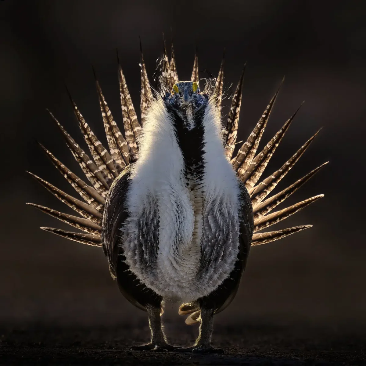 Thomas Deliberto, “Radiant." A male greater sage-grouse displays its fanned tail feathers, dramatically backlit by the rising sun in Utah.