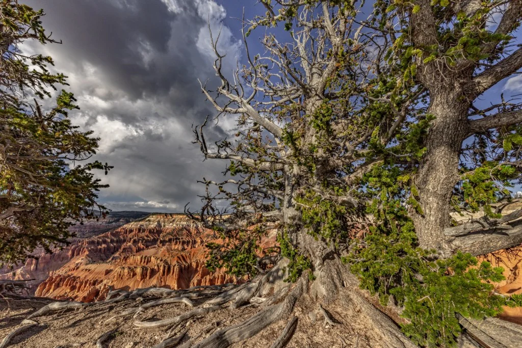 A rugged landscape featuring a twisted tree with a large trunk, surrounded by other greenery, set against a dramatic sky with dark clouds and orange rock formations in the background.