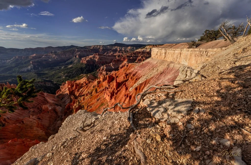 Discover the Ancient Bristlecone Pines of Cedar Breaks National Monument