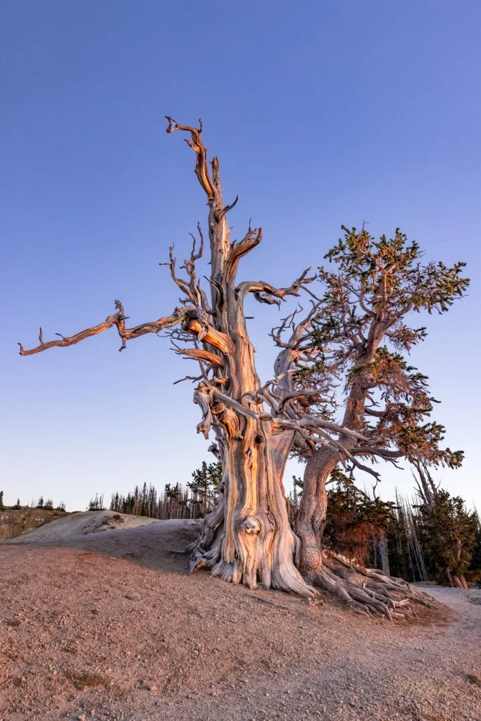 An ancient, twisted tree stands on a rocky hillside against a clear blue sky, with one side featuring gnarled branches and the other dense green foliage.