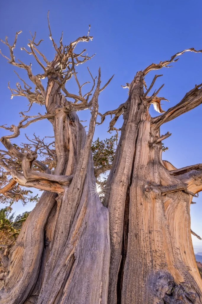 Close-up of two ancient trees with twisted trunks and branches against a clear blue sky.