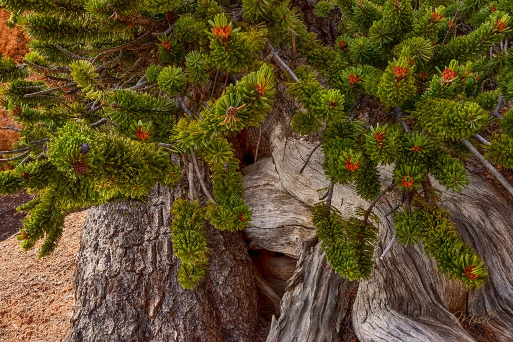 Close-up of a lush green conifer tree with thick branches and vibrant red buds, growing from a rugged, textured tree trunk.