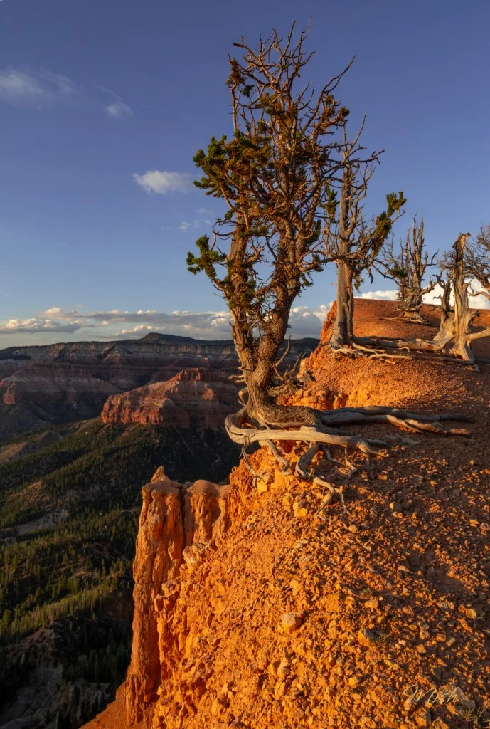 A gnarled tree stands on the edge of a rocky cliff, overlooking a vast valley with layered red rock formations and a clear blue sky.