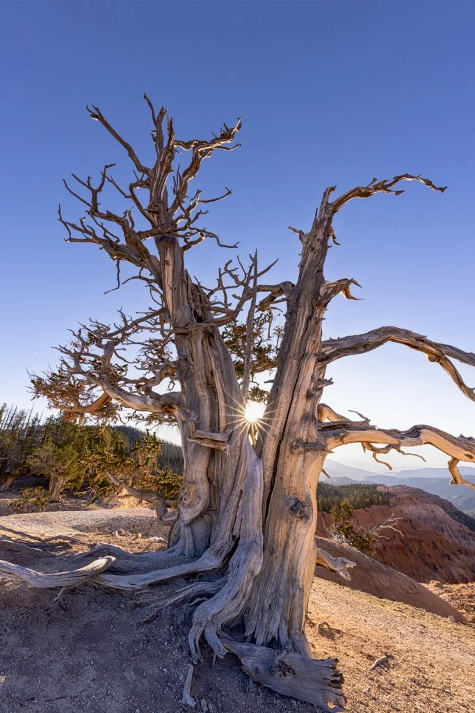 A gnarled tree with twisted branches stands against a clear blue sky, sunlight shining through its trunk, highlighting the textures of its weathered bark.
