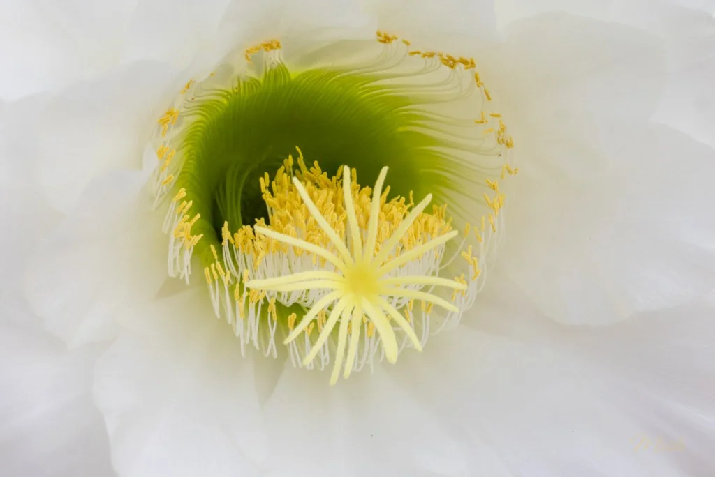 Exploring Spring's Vibrant Cactus Blooms: Techniques for Stunning Close-Up Photography