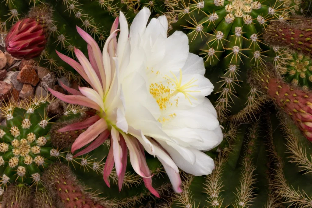 Another side view of giant saguaro bloom.