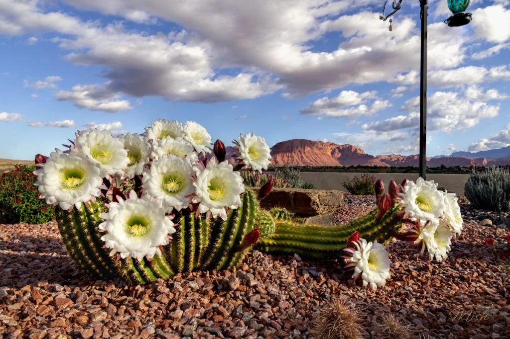 Capturing the Vibrant Blooms of Spring: A Cactus Wonderland