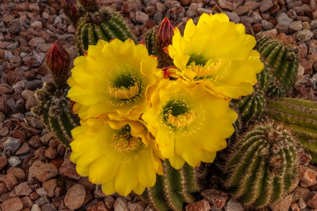 Yellow blooming saguaro cactus.