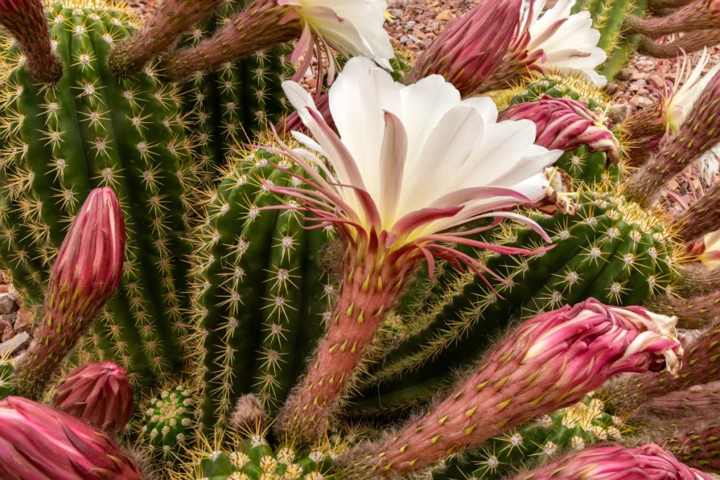 Close-up side view of giant saguaro flowers.