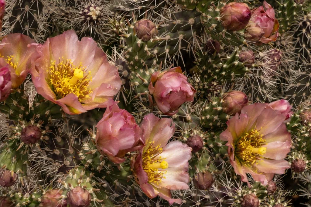 Cholla blooms surrounded by natural colors.