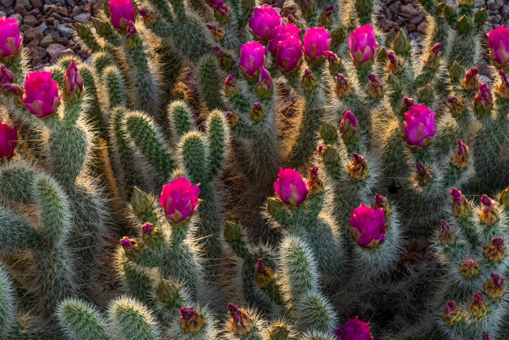 Prickly Pear blooms captured at sunset with backlighting.