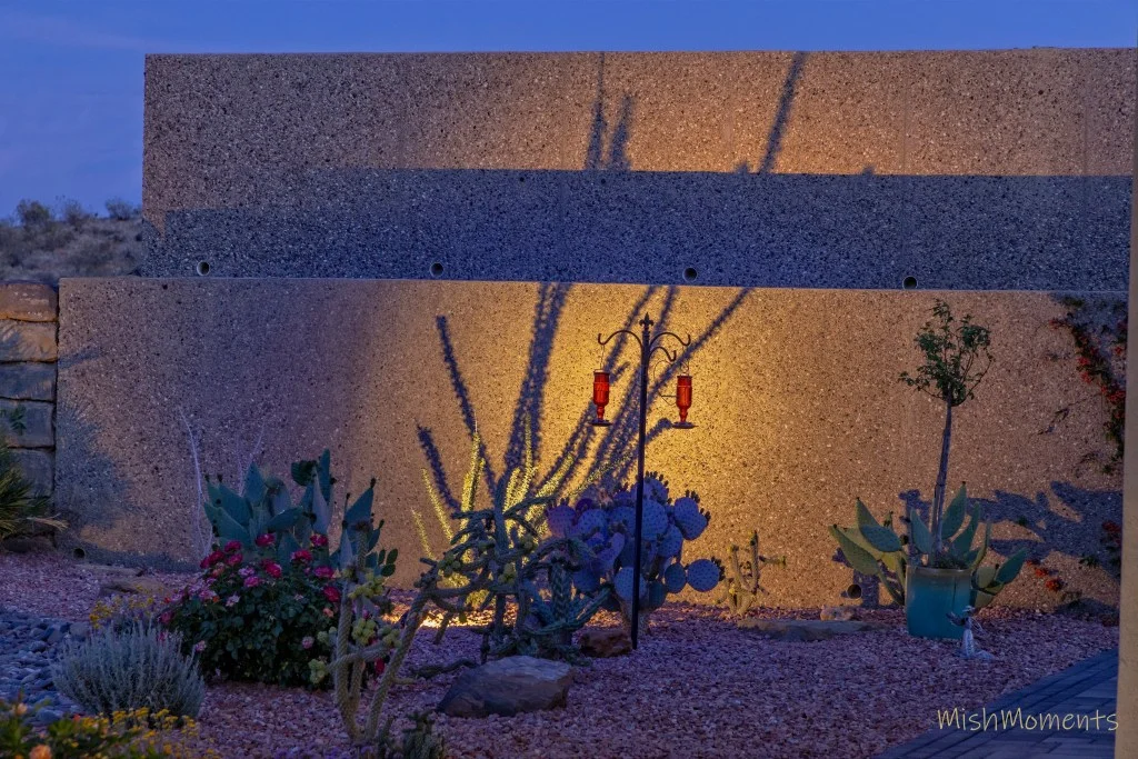 Evening shot of a desert garden showcasing cactus and flower shadows.