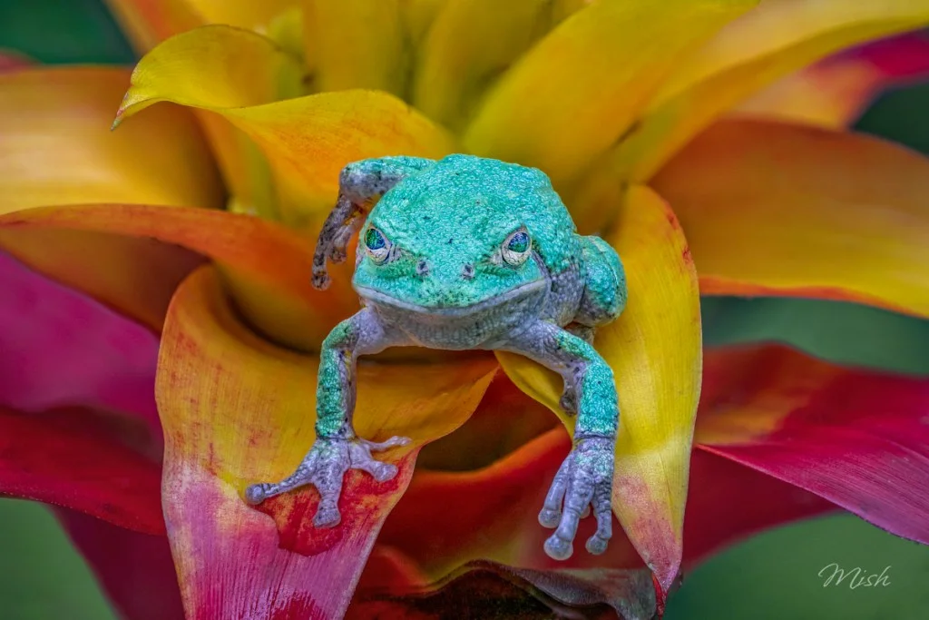 A vibrant green frog perched on a colorful flower, showcasing its bright colors against the yellow and red petals.