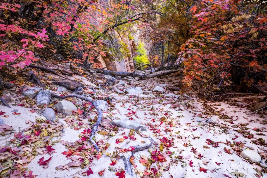 A scenic autumn landscape featuring a dry riverbed surrounded by colorful foliage and fallen leaves in shades of red, orange, and yellow.