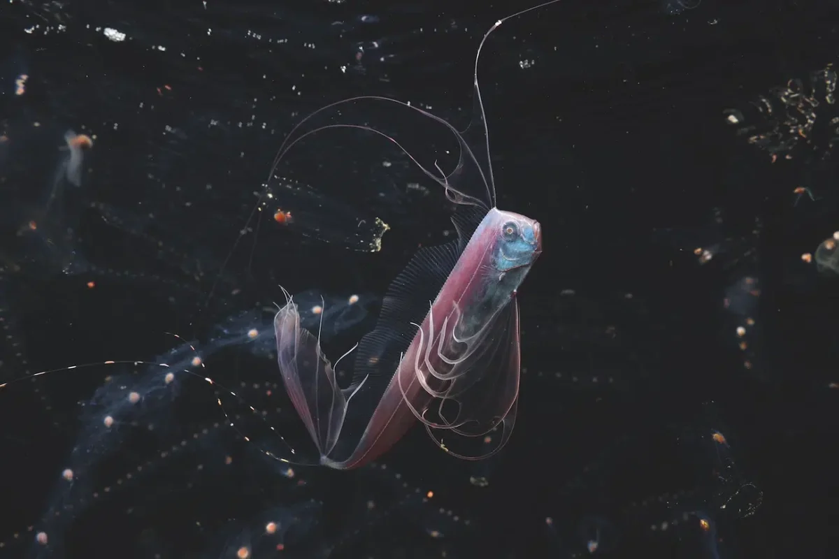 Ocean Photographer of the Year Winners 2026
