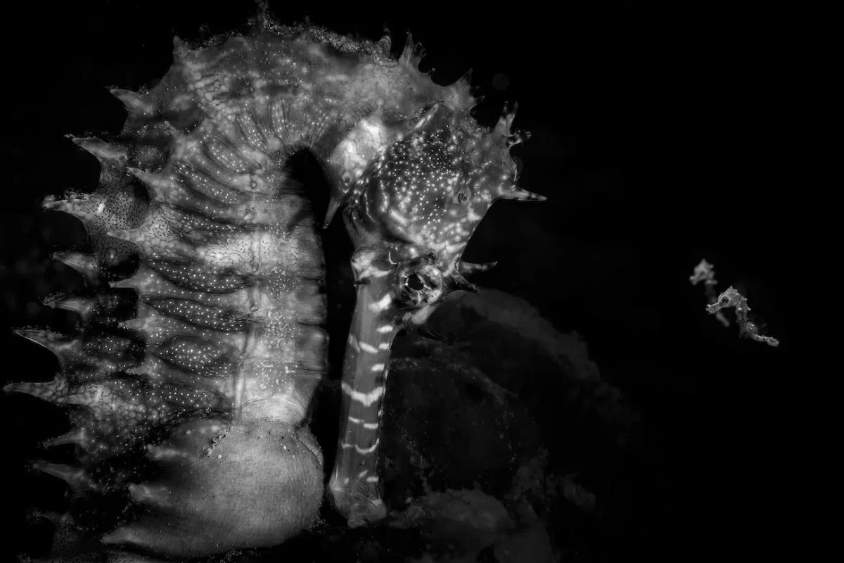 Ocean Photographer of the Year Winners 2026