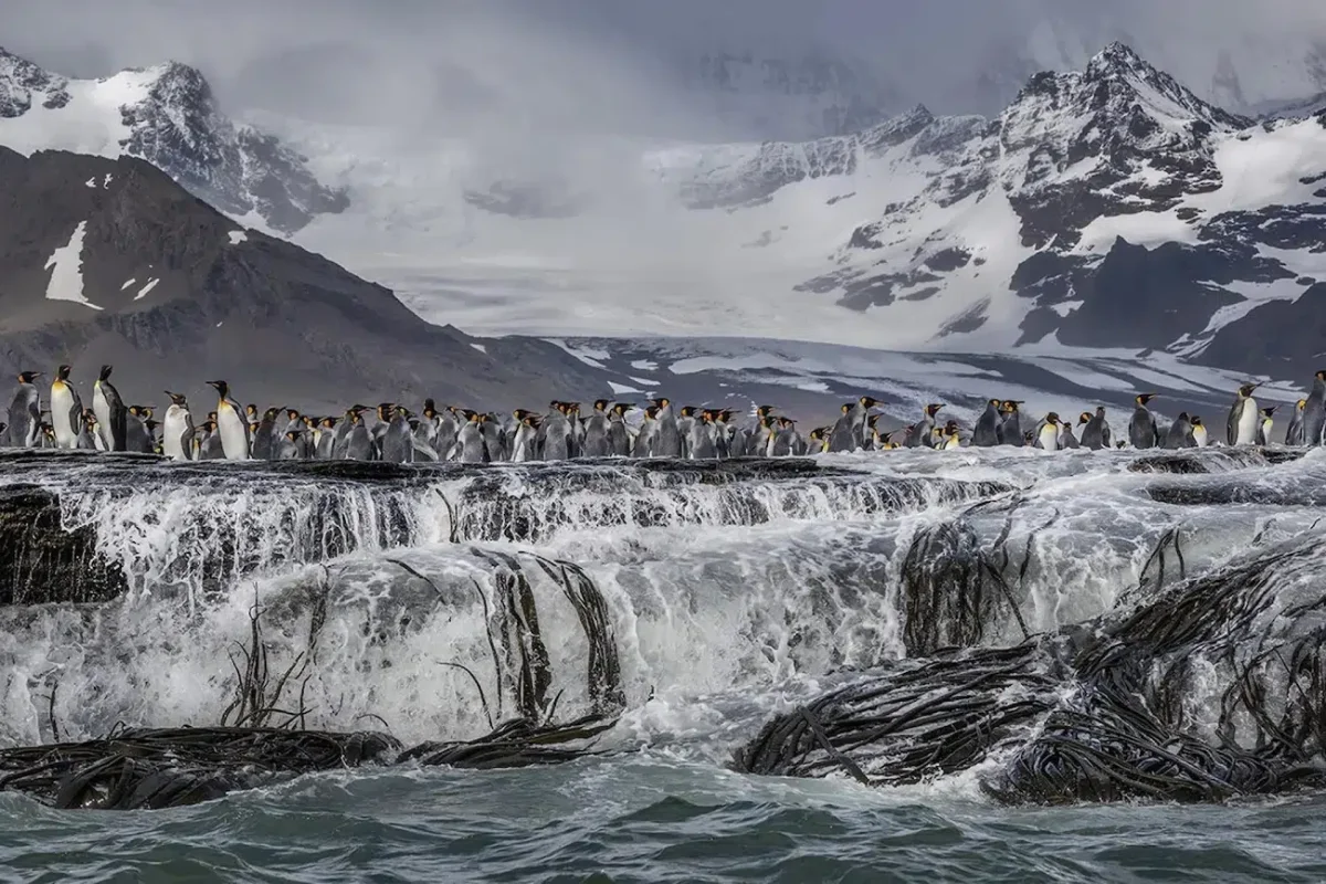 King penguins in the sub-arctic.