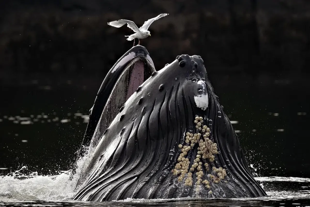 Captivating Winning Images of the 2026 European Photography Awards Showcase Diverse Perspectives