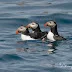 Exploring Spring Wildlife on the Isles of Scilly: A Birdwatcher's Paradise