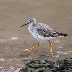 Experience the Thrill of the First Great British Bird Race in Cornwall