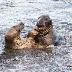 Capturing Grey Seal Courtship: A Photographer’s Experience in Cornwall