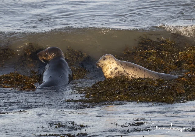 Grey seals courtship in Cornwall