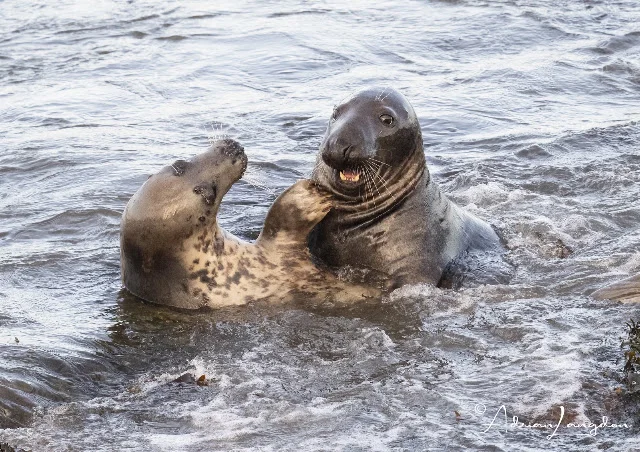 Grey seals courtship