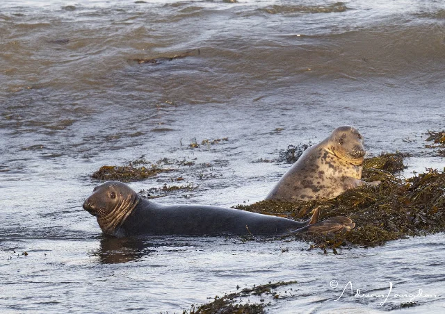 Courtship display among grey seals
