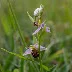 Discovering the Natural Treasures of Somerset: A Birdwatching and Nature Tour