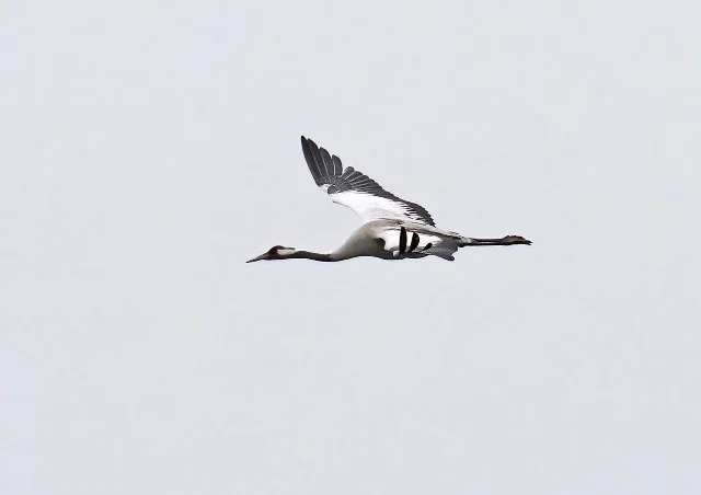 Common Crane at Greylake