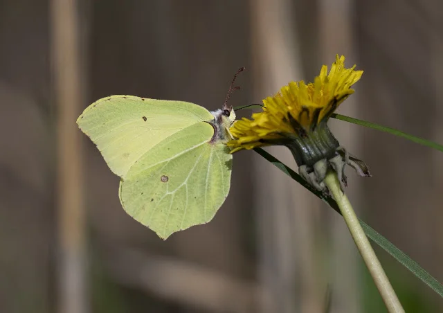 Brimstone butterfly