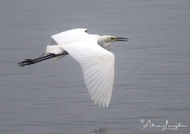 Great White Egret