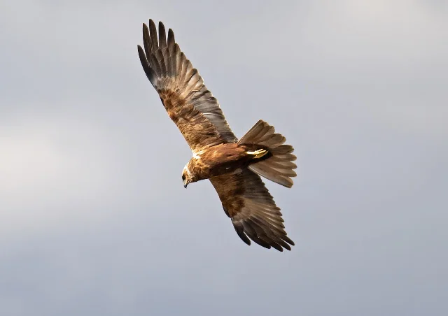 Marsh Harrier