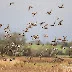 Exploring the Vibrant Birdlife of the Somerset Levels through Winter and Spring