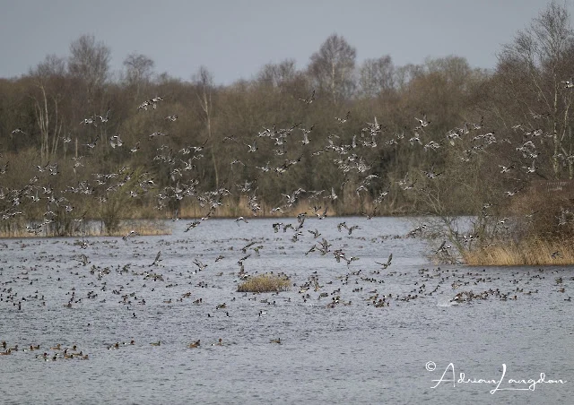 Wildfowl at Noah's Lake at Shapwick Heath
