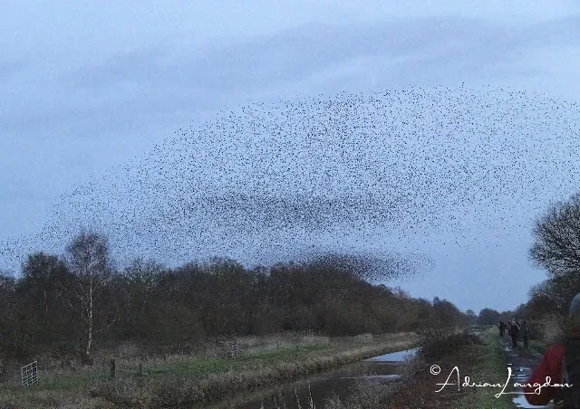 Starlings at Shapwick Heath