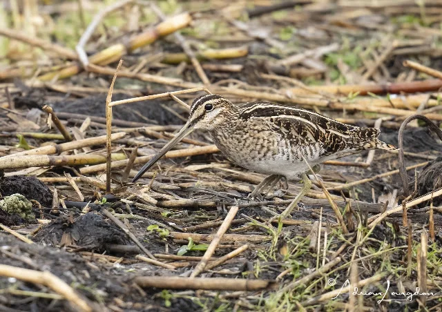 Snipe