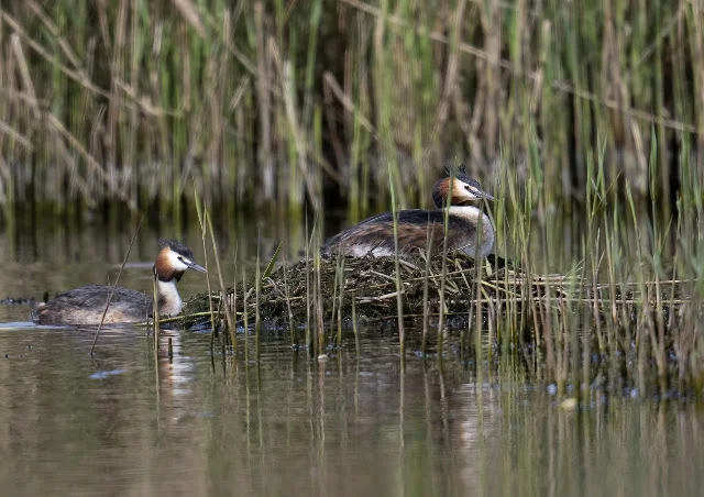 Great-crested Grebes on nest