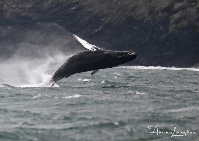 Humpback Whale Fluking