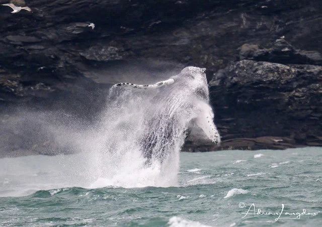 Whale with Unique Patterns