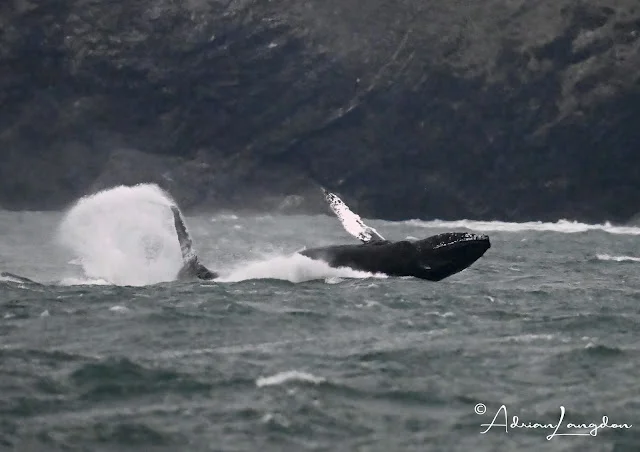 Calm Waters with Humpback