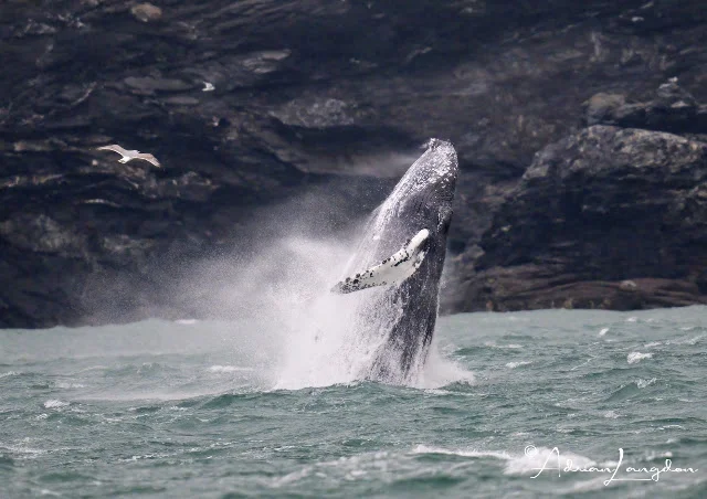 Humpback Whale Breaching